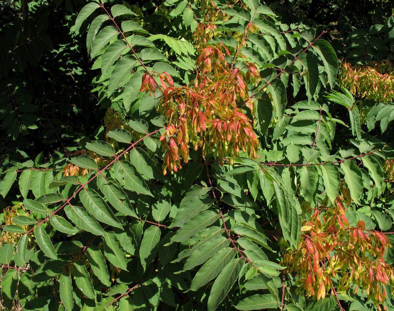 Ailanthus altissima fiori