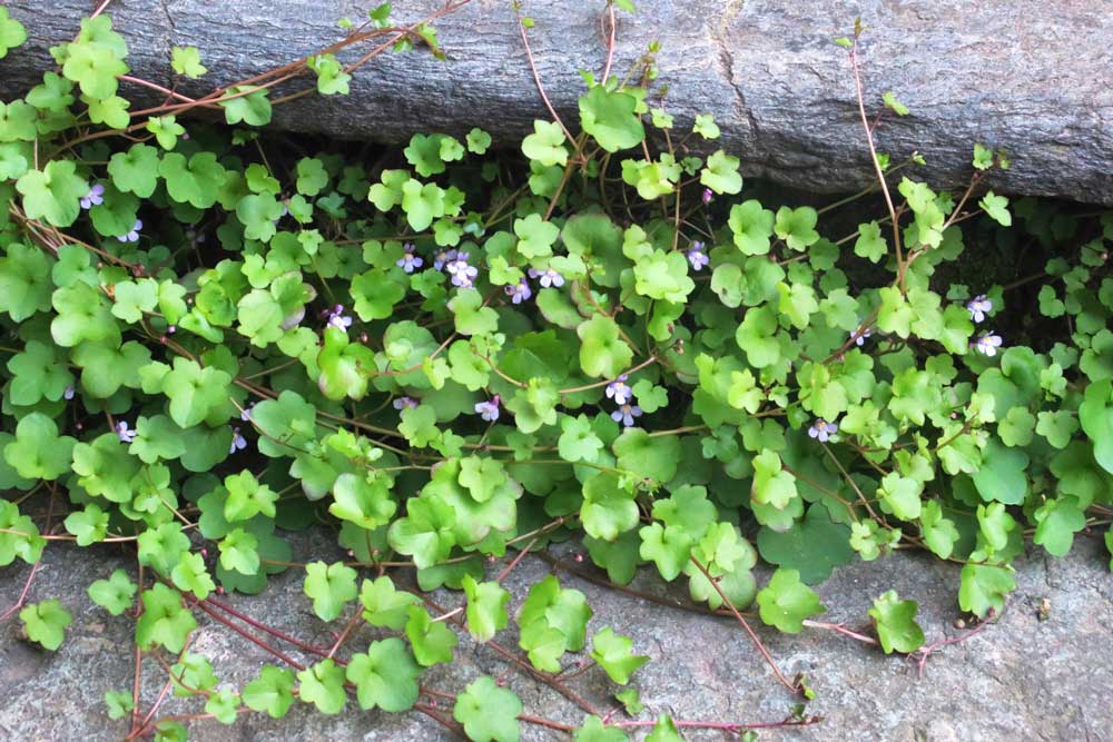Cymbalaria